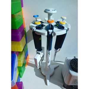 מעמד לפיפטות